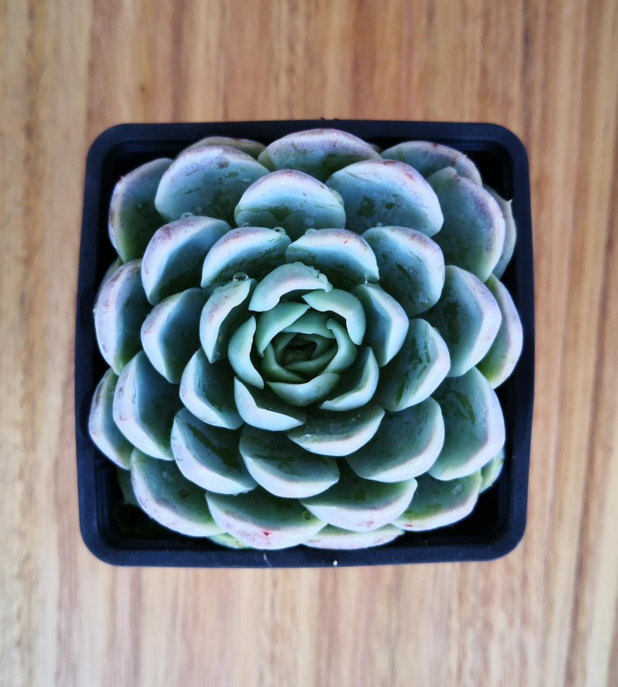 Echeveria Succulent