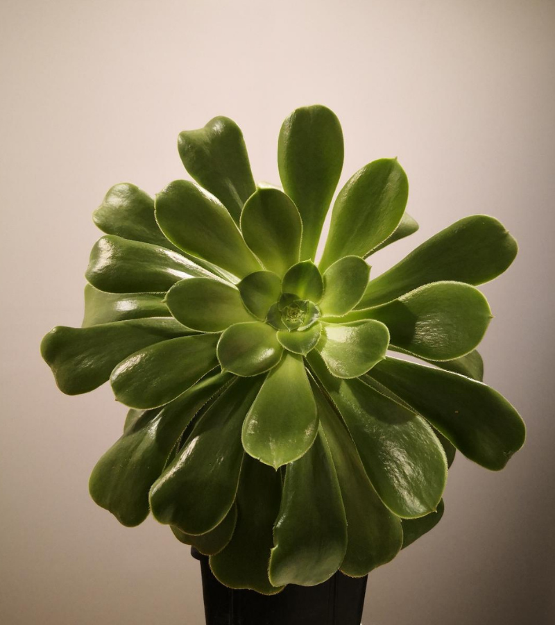 Aeonium Arboreum Succulent